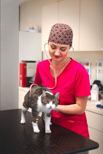 Veterinární lékařka poslouchá kočku fonendoskopem na vyšetřovacím stole