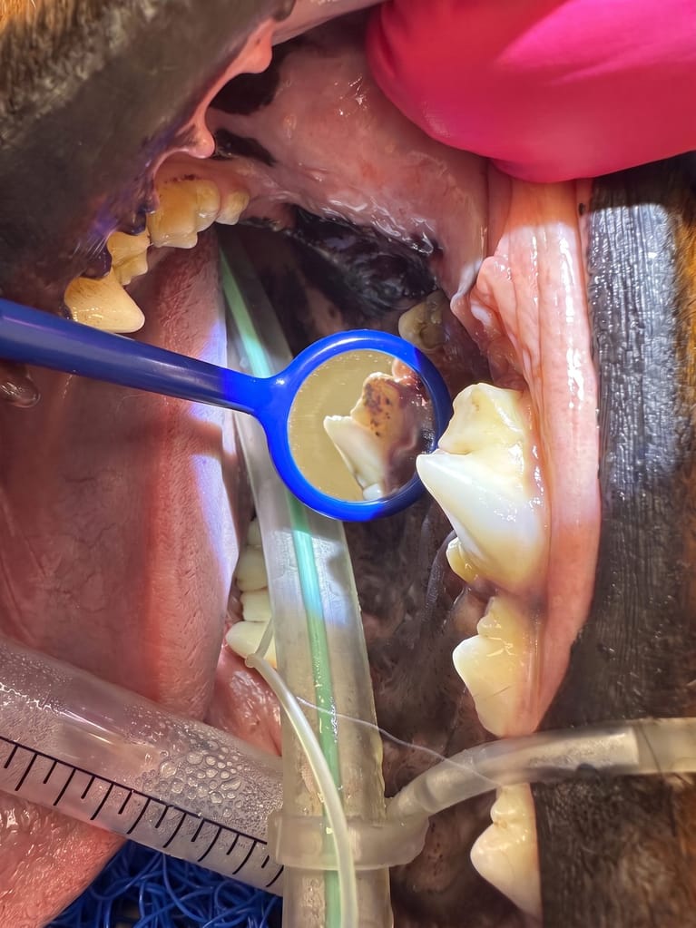 Stomatologie