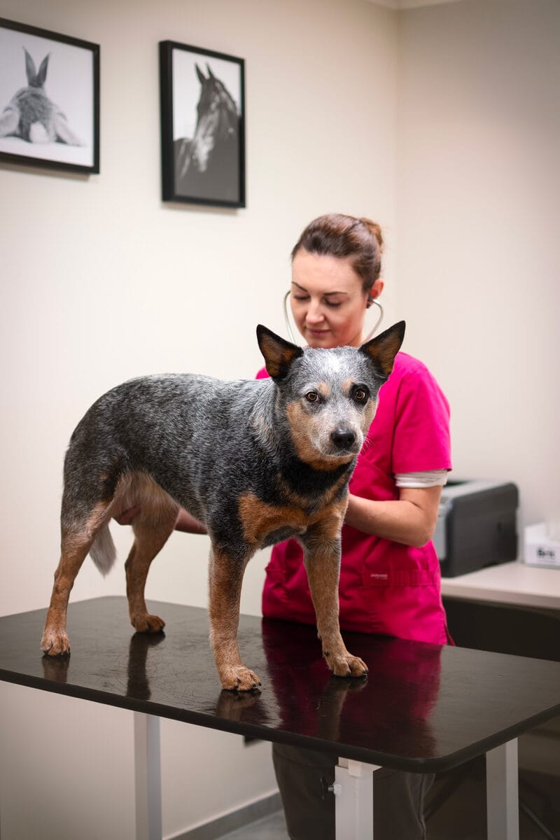 Veterinární ordinace s osobním přístupem
